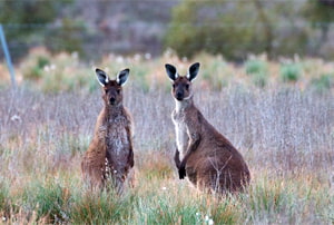 El canguro es el símbolo de Australia