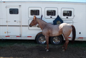 Ver un rodeo en los Estados Unidos