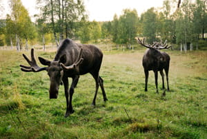 Alces en Laponia