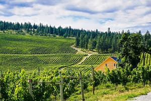 Viñas el el valle Okanagan