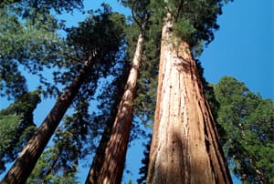 Sequoyas gigantes en  la Sierra Nevada