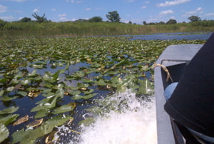 Una excursión en hidrodeslizador  por los humedales de Florida