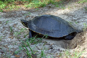 Naturaleza salvaje en los Bayous de Louisiana y en Florida