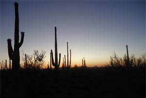 Los cactus Saguaro en Arizona